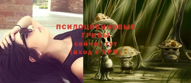 Псилоцибиновые грибы Psilocybe  продажа наркотиков  Дрезна 